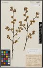 Foto von Salix appendiculata Vill.